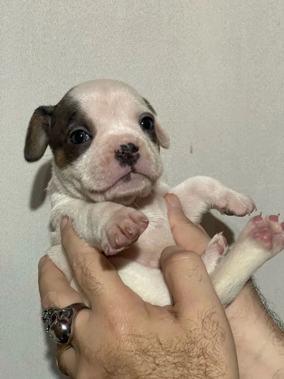 Exotic Bully  - Foto 5