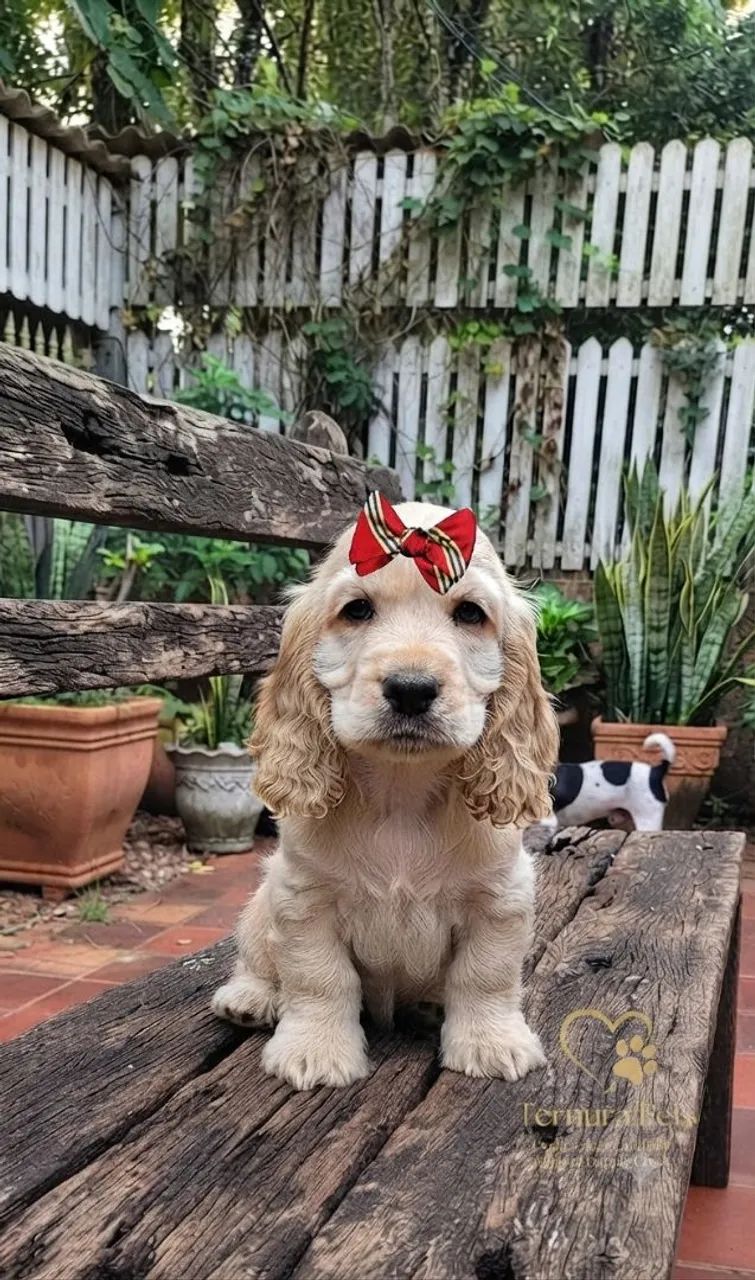 Cocker spaniel inglês 