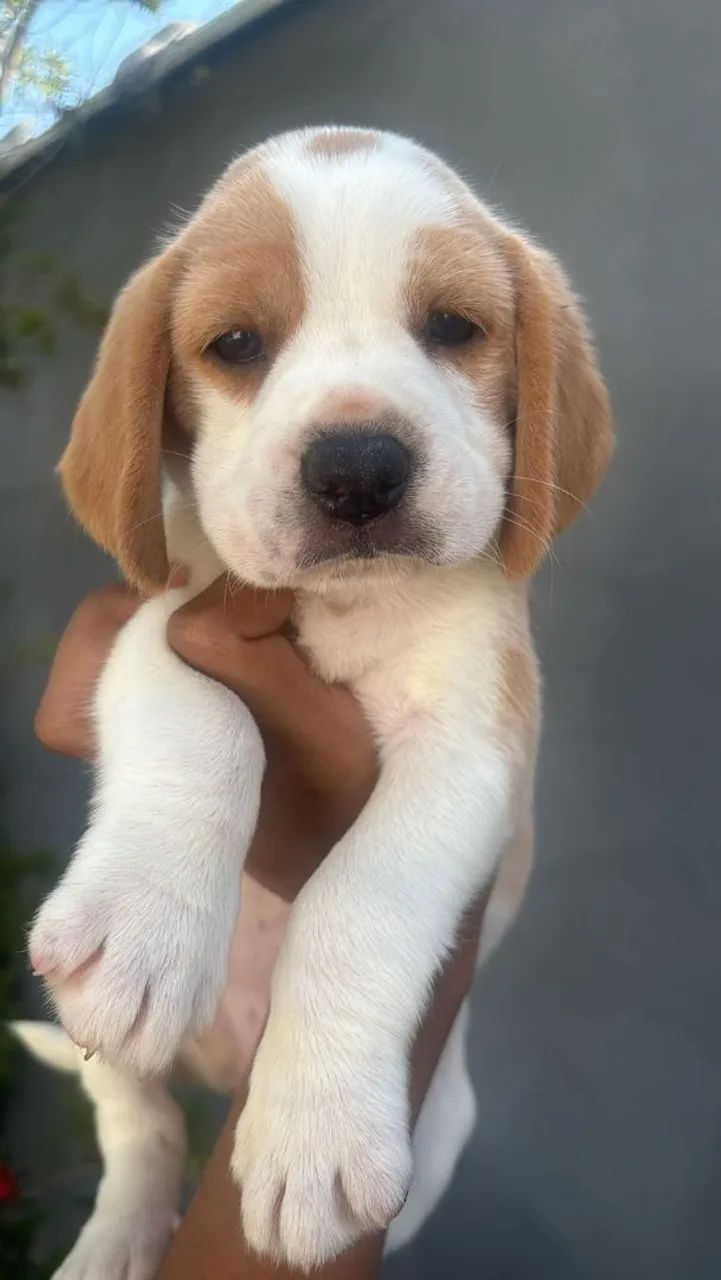 Fêmea linda de Beagle Porte 13 Polegadas com Exames - Foto 2
