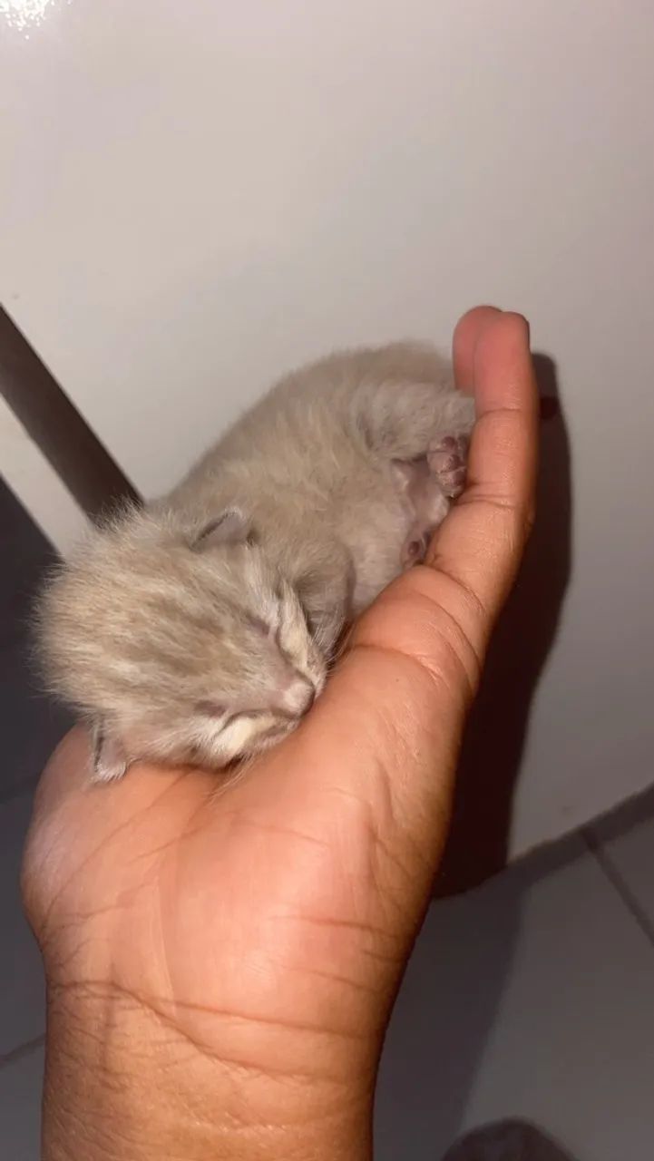 Gatinhos doação  - Foto 3