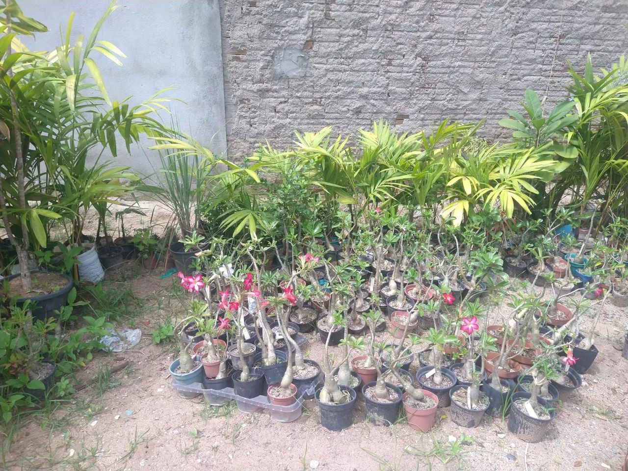 Plantas - Foto 3