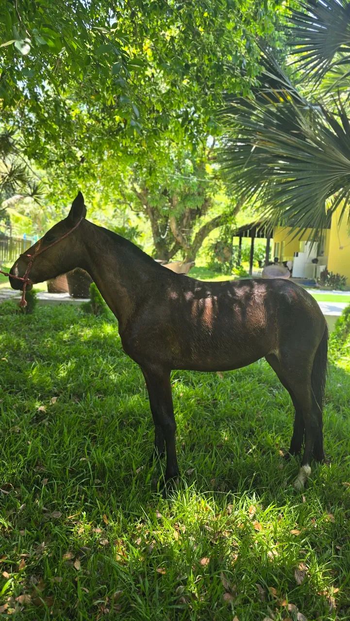Égua (POTRA) Mangalarga Marcha Picada