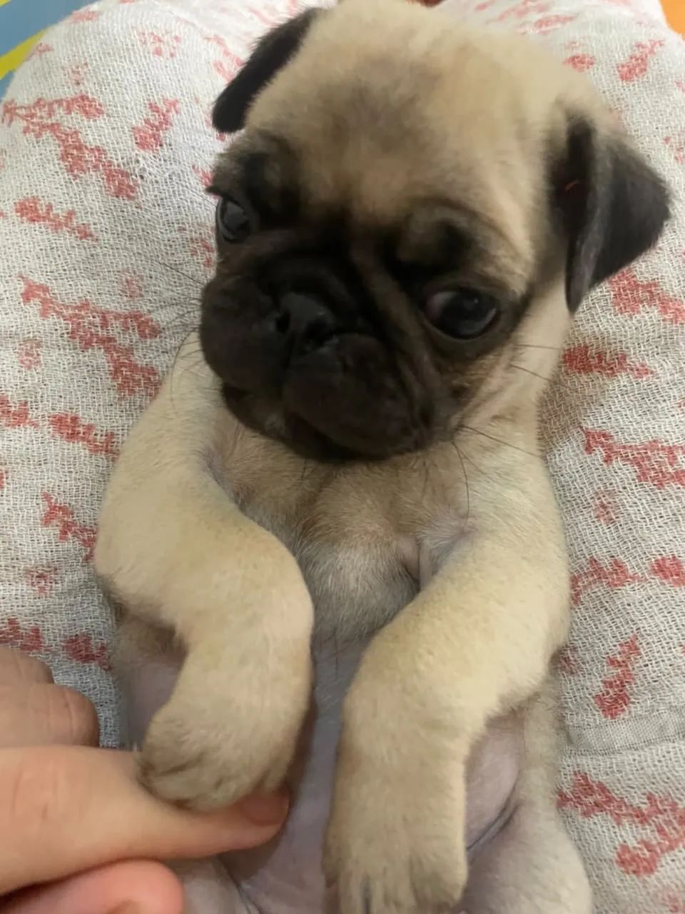Filhote de Pug! - Foto 4