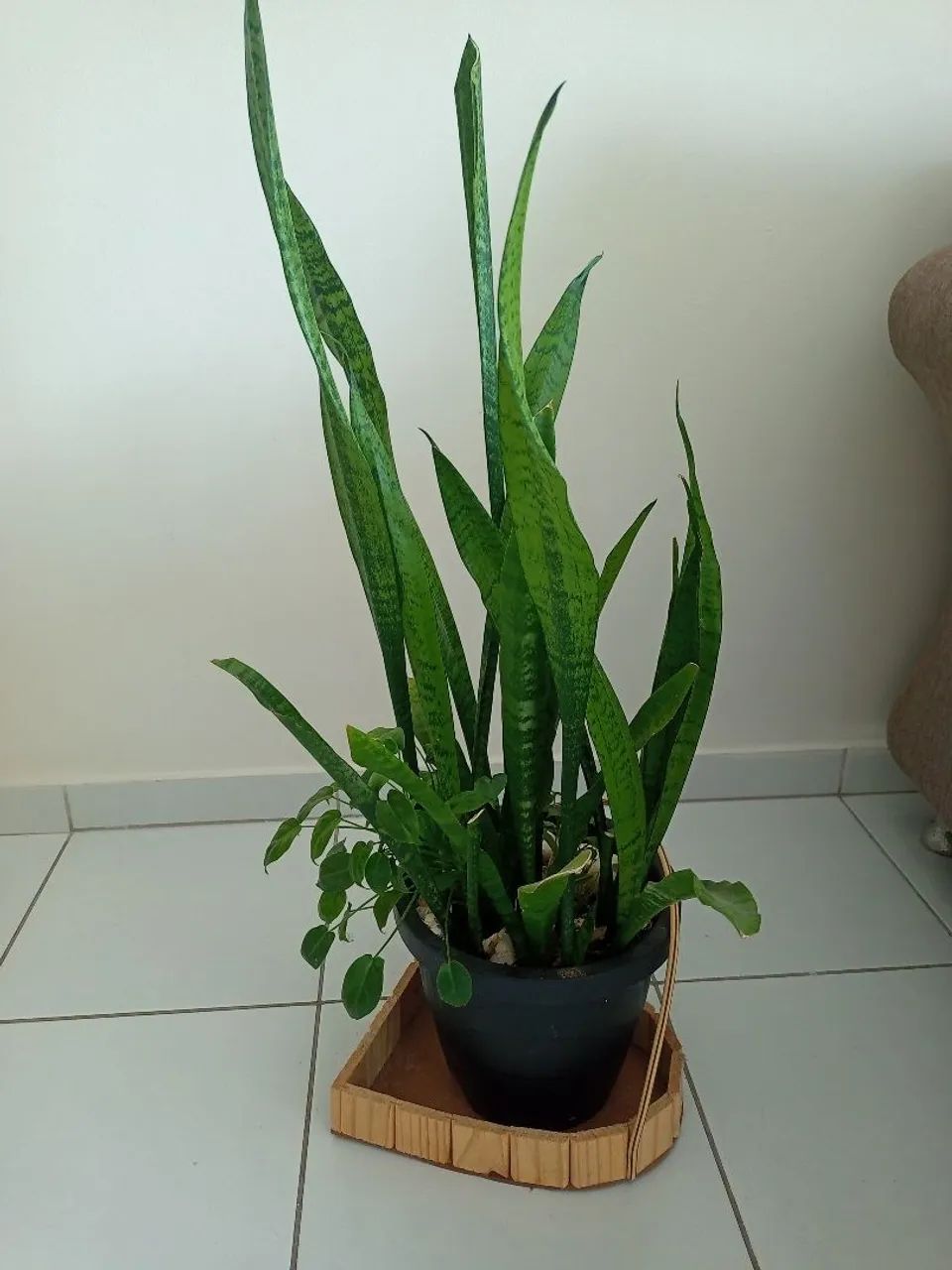 Plantas para Apartamento  - Foto 2