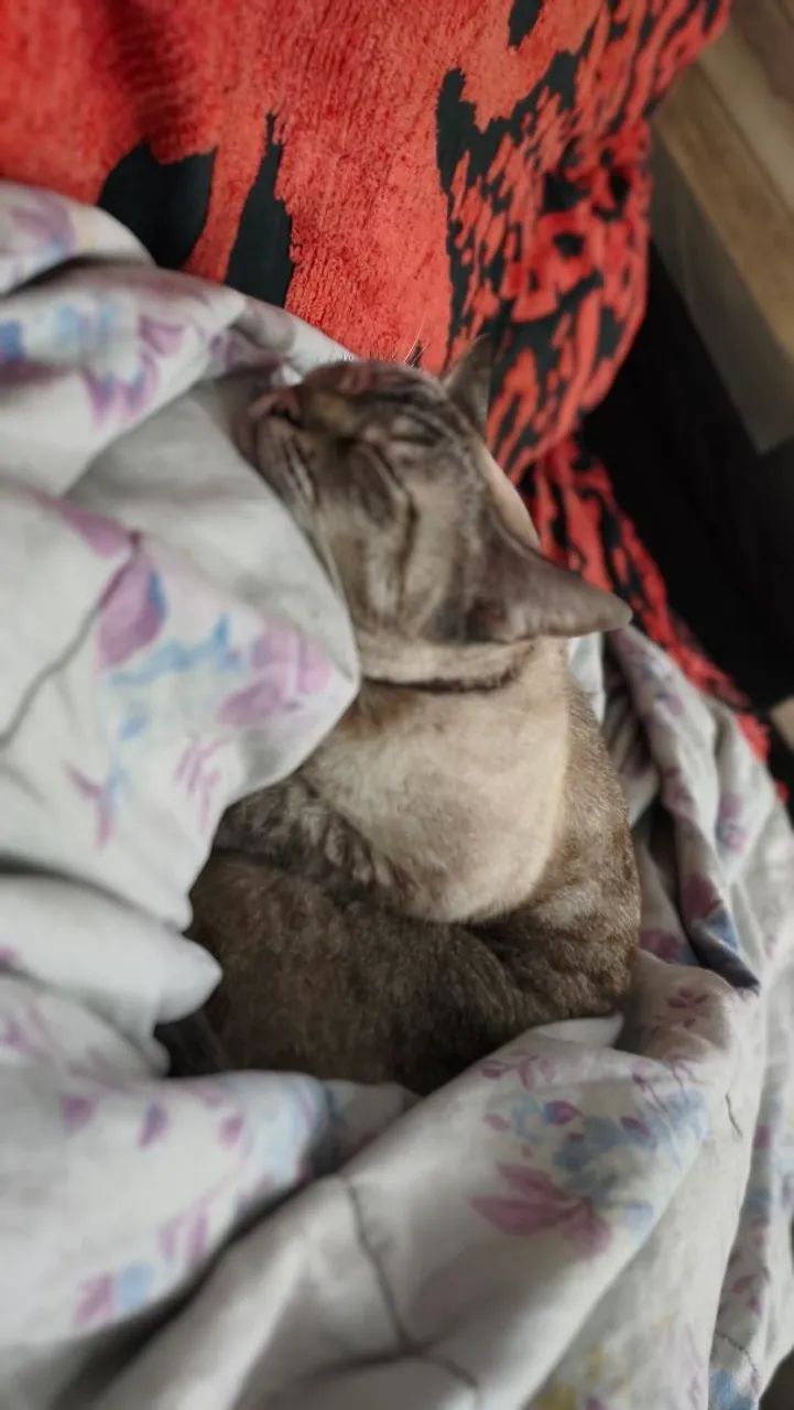 Doação responsável Gata Castrada e vacinada - Foto 4