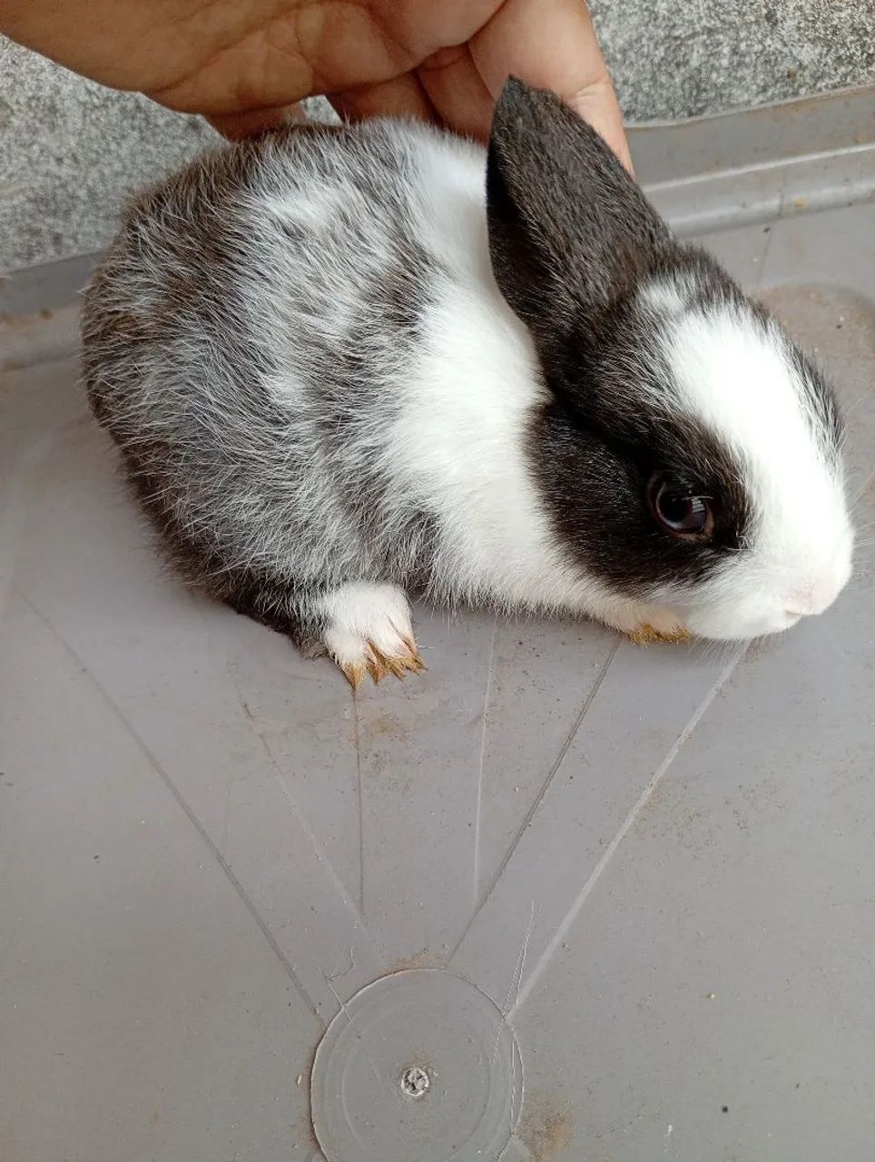 Vendendo 1 filhotes 1 mãe coelha  mini  Netherlands anão  - Foto 5