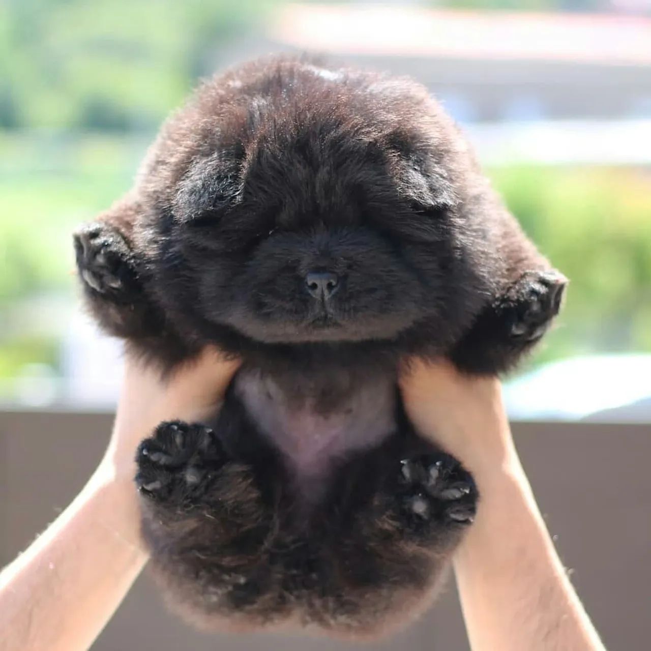 Chow Chow preto filhote 