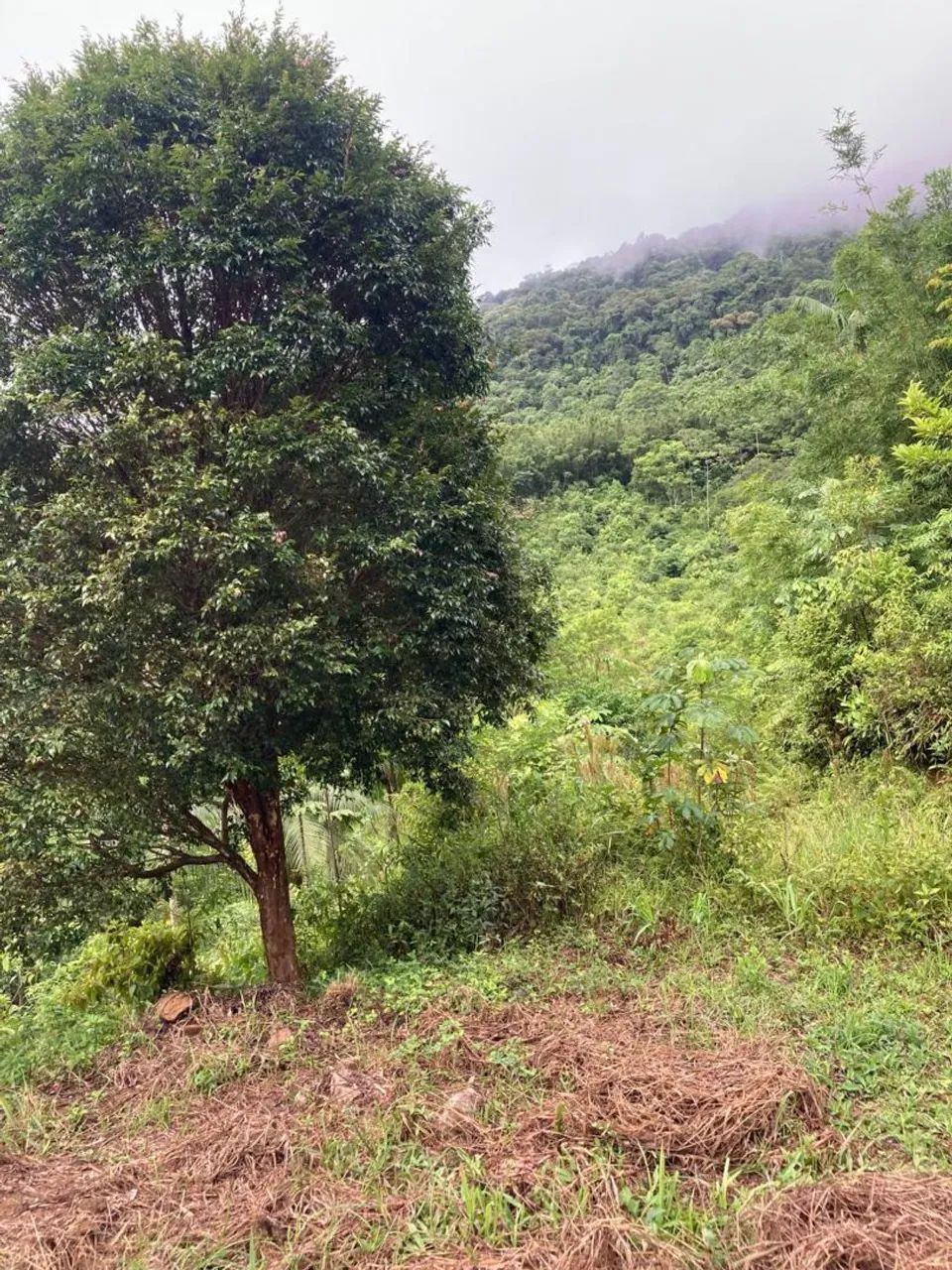 Fazenda - Foto 4