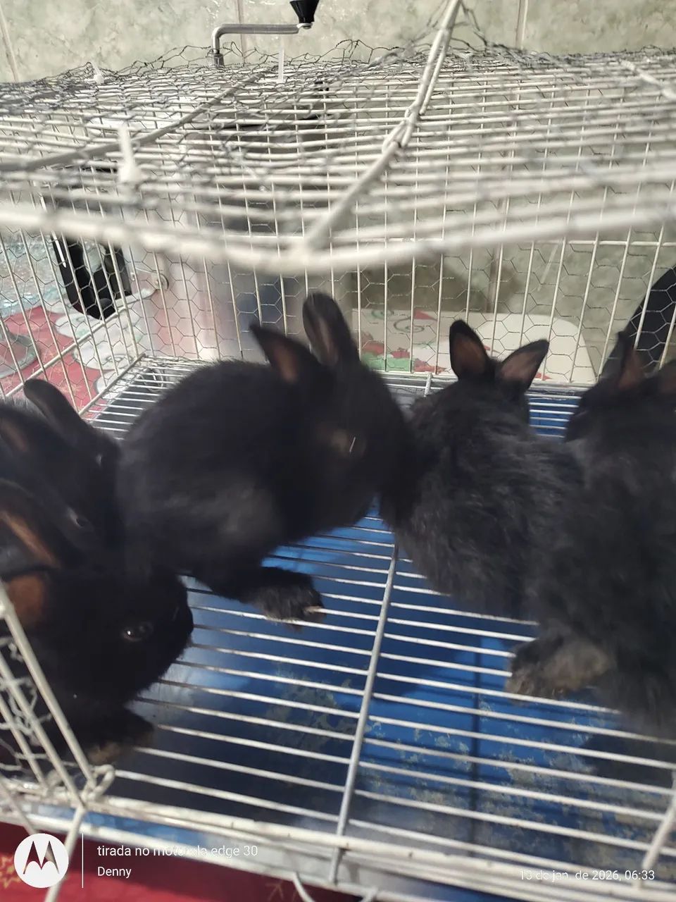 Filhotes de coelho ? - Foto 4
