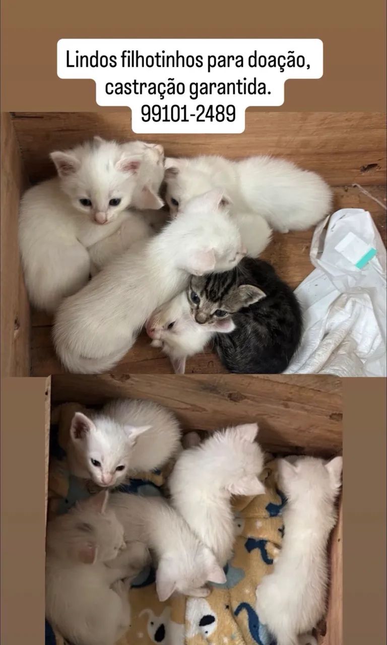 Lindos filhotes gato doação - Foto 3