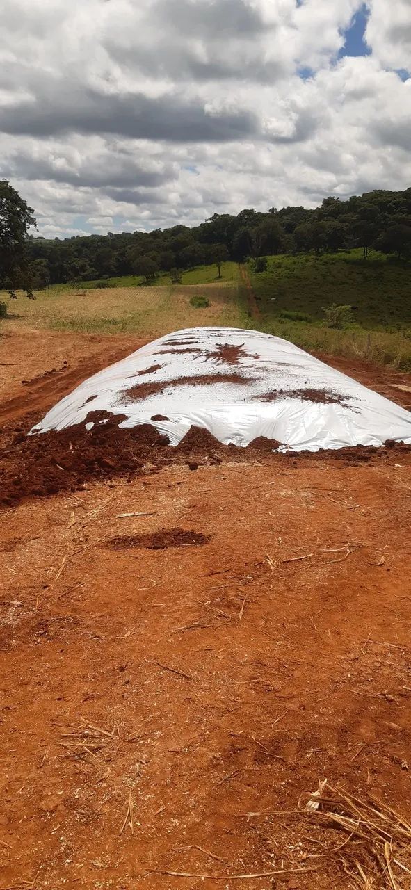 Silagem de milho. - Foto 2