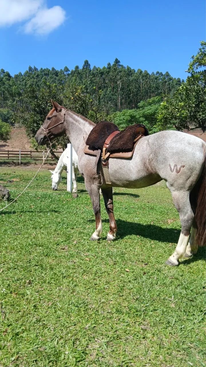 Égua para a família toda, Craque!
