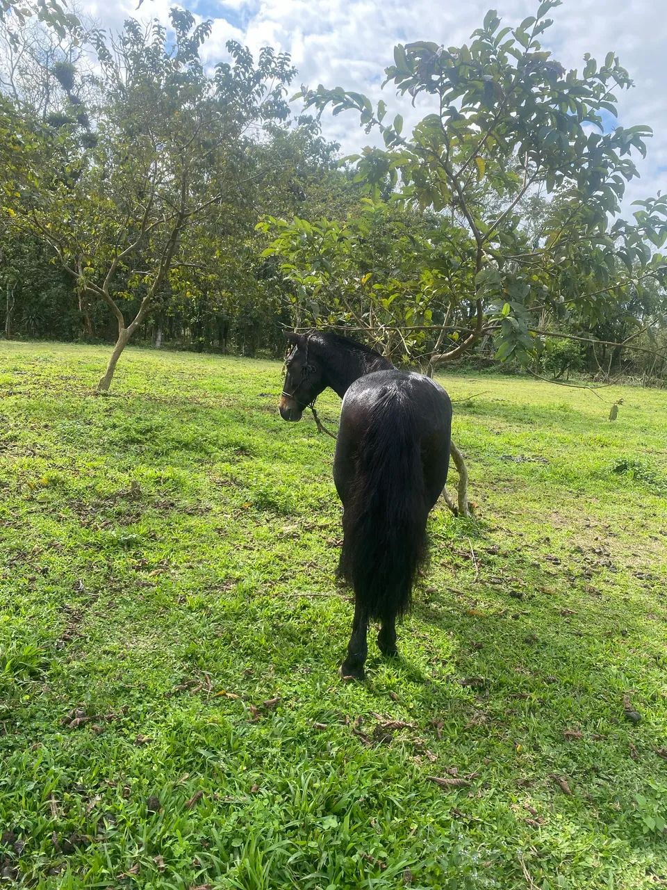 Vendo cavalo de laço 