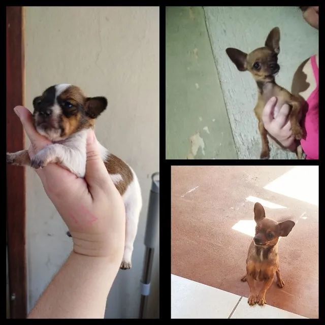Pinscher - Foto 5