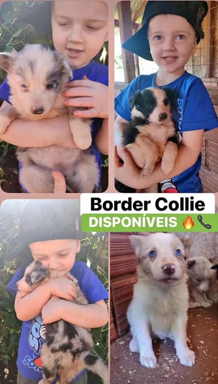 Border collie