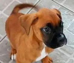boxer Protetor e muito amoroso.
