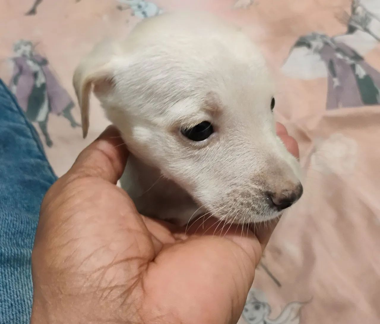 Pet - Foto 2