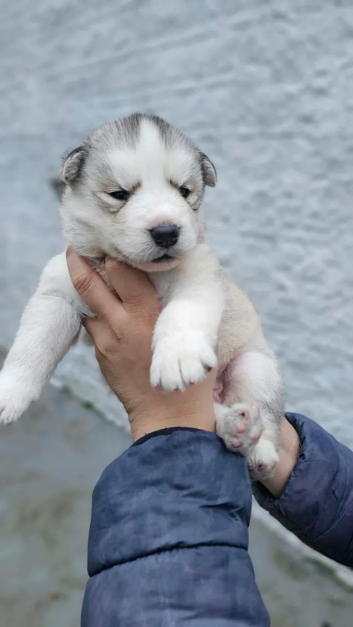 Filhotes de husky  - Foto 2
