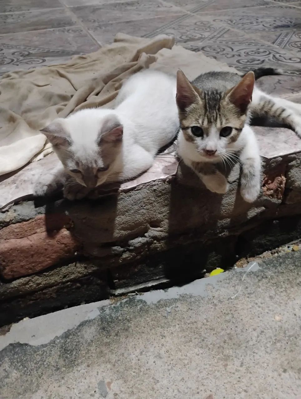 Doação de gatos, faço entrega.