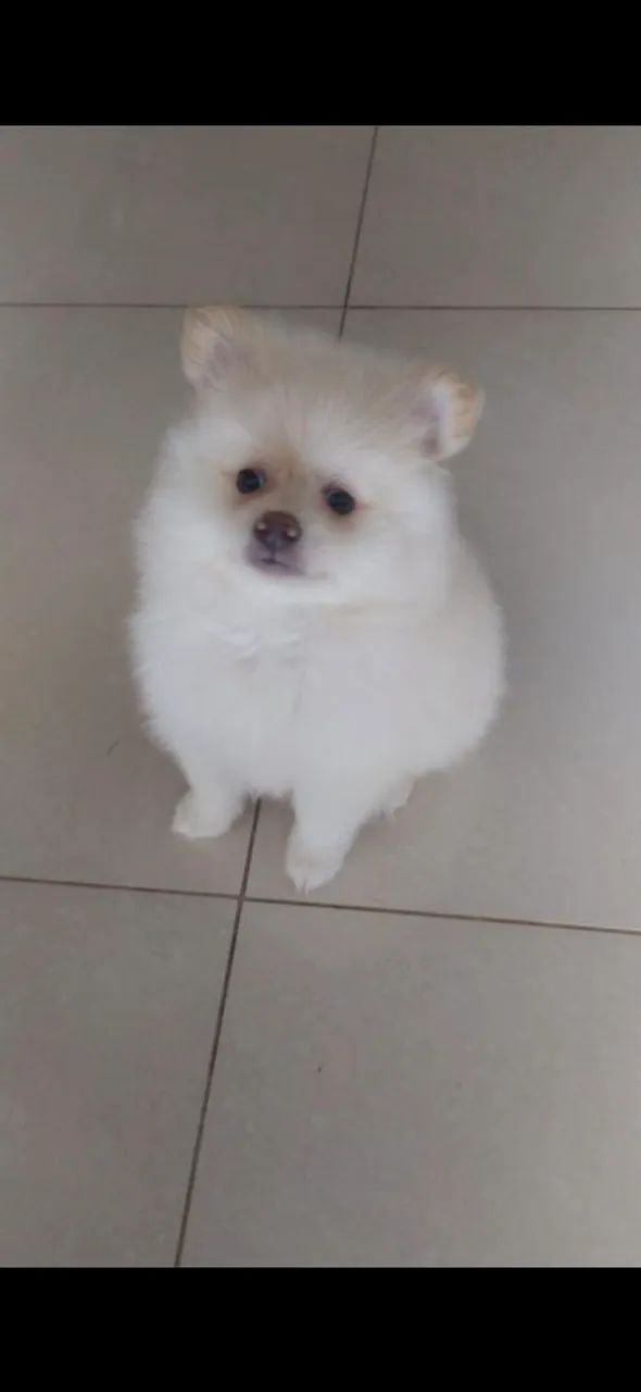 Lulus fêmea 1500  e macho 1000 bebês 