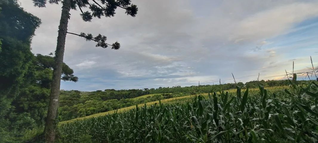 Área Rural 93.000 m² em Balsa Nova - Rodeio Chapada | Nascente e Riacho