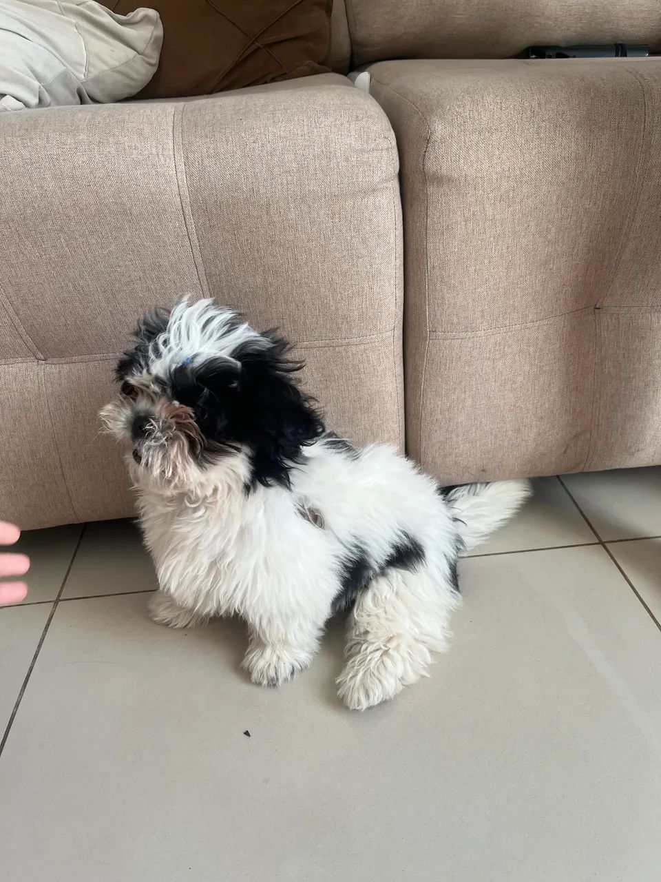 Shitzu