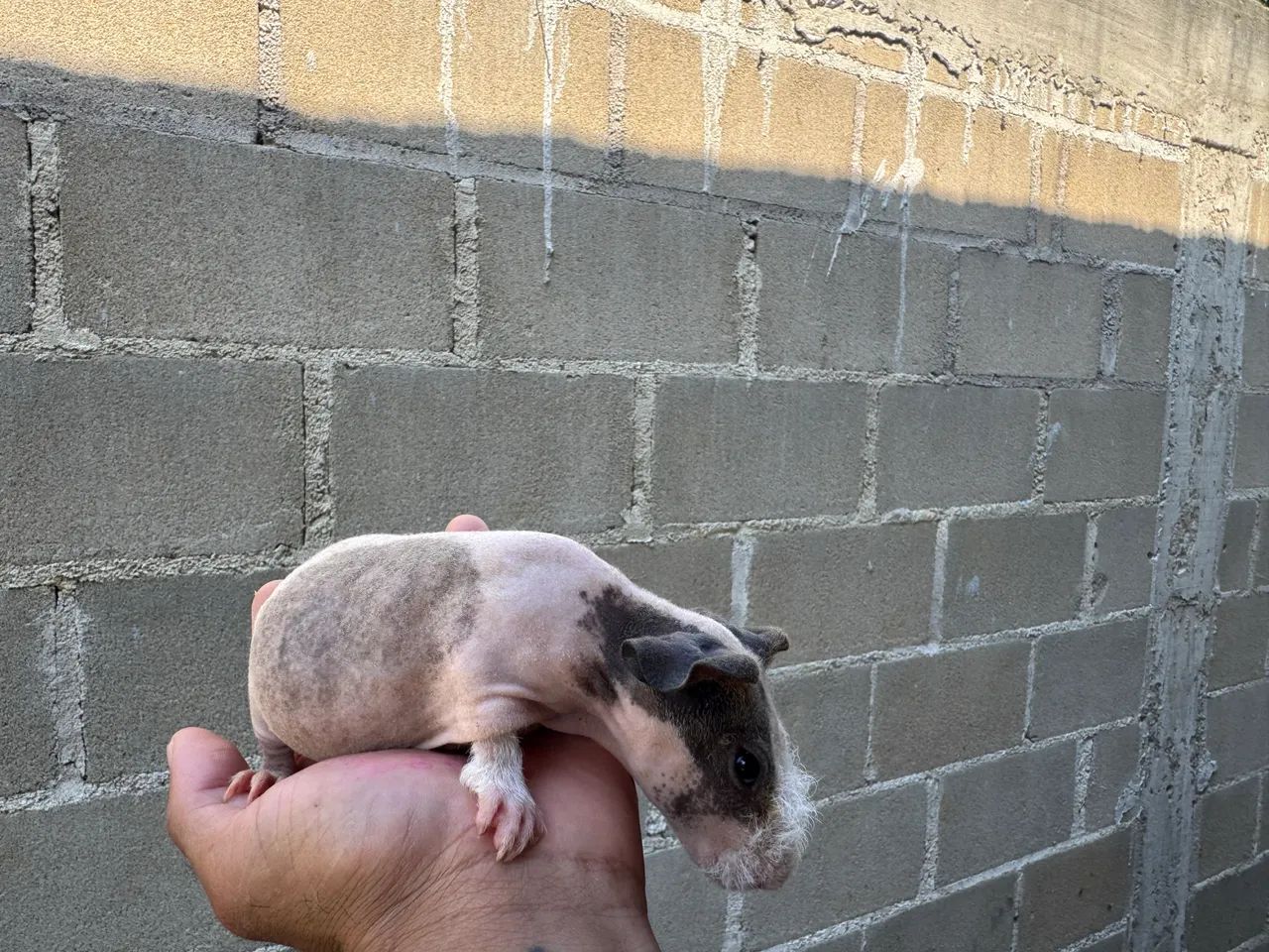 Animais  - Foto 2