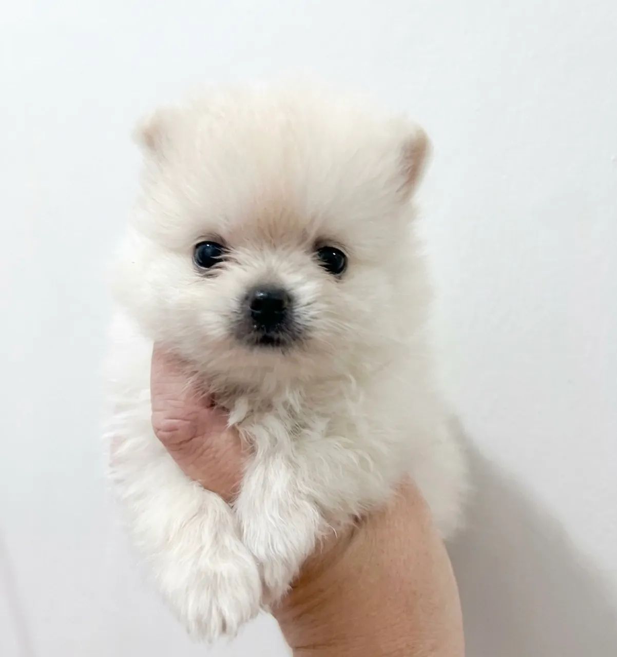 Lulu da pomerania macho