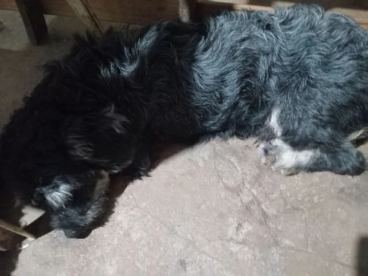 Doação de cachorro  - Foto 2