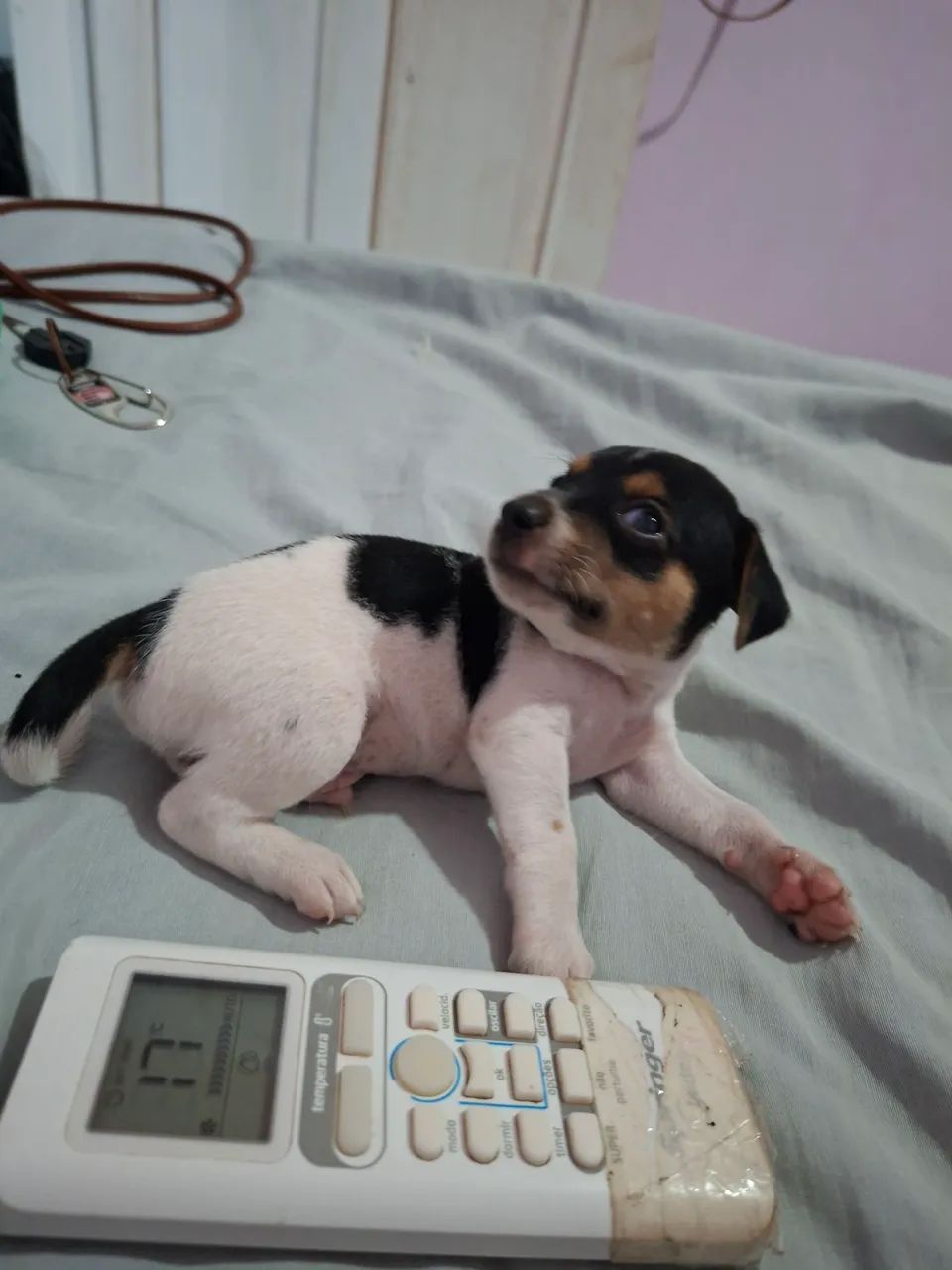 PINSCHER MACHO 