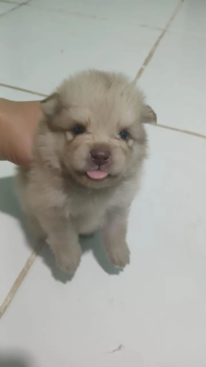 Spitz Alemão anão  - Foto 2