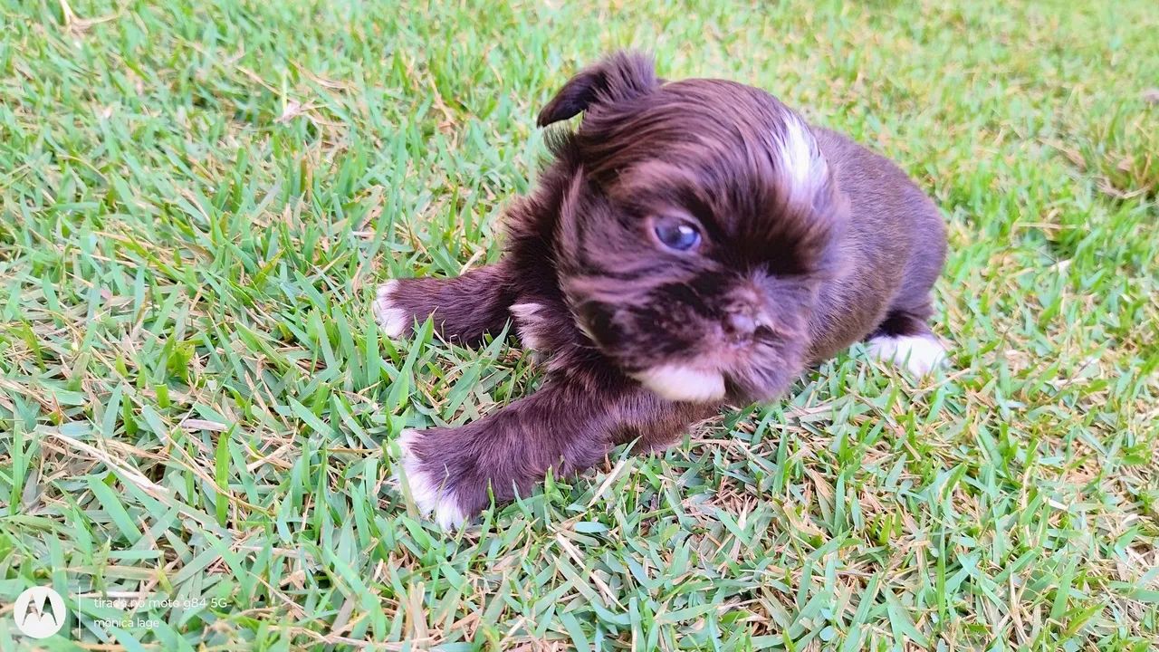 Cachorro  - Foto 5
