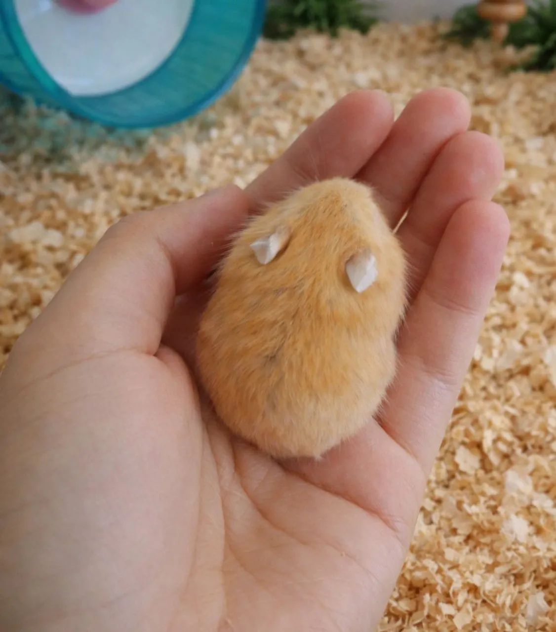 Filhote hamster anão russo - Foto 5