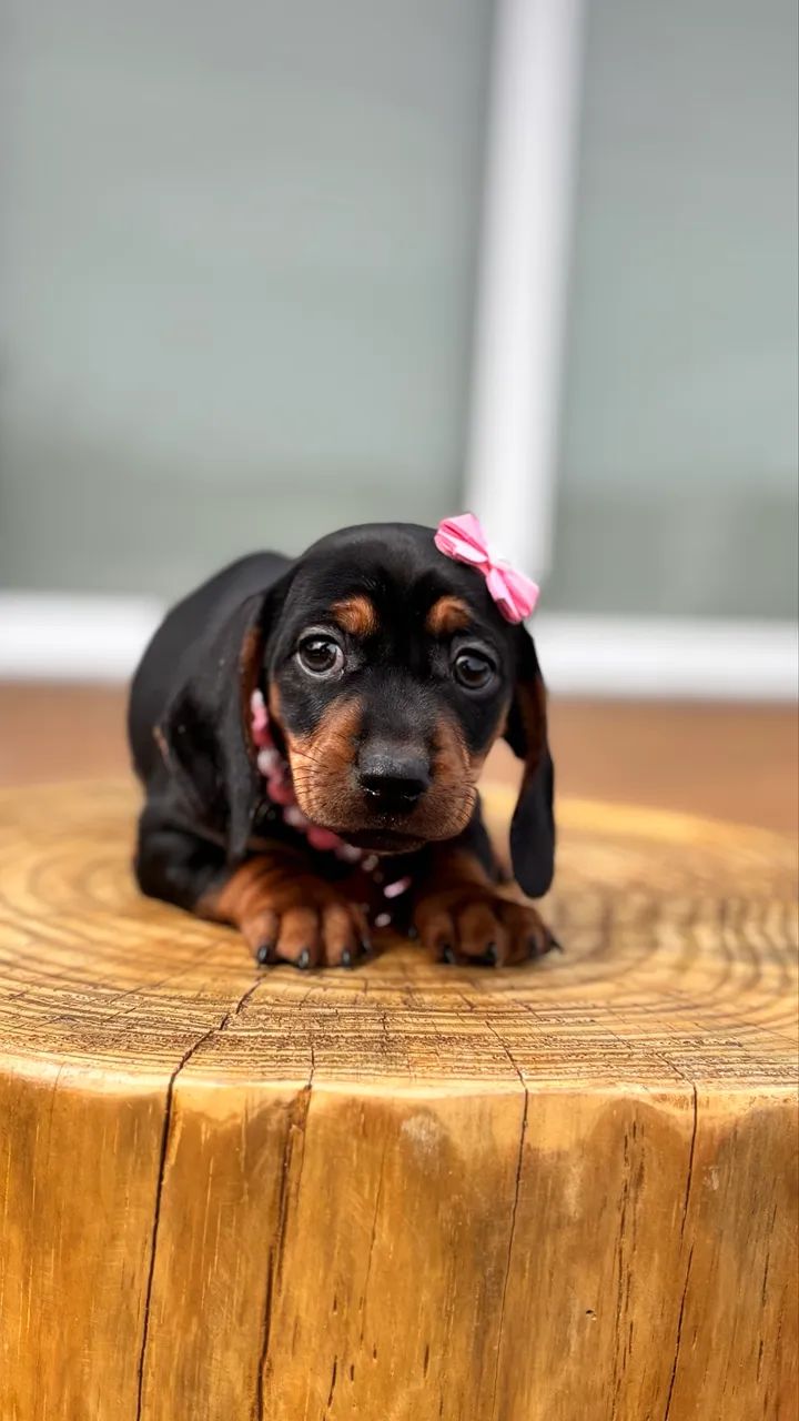 Fêmea Dachshund Linguicinha  - Foto 3