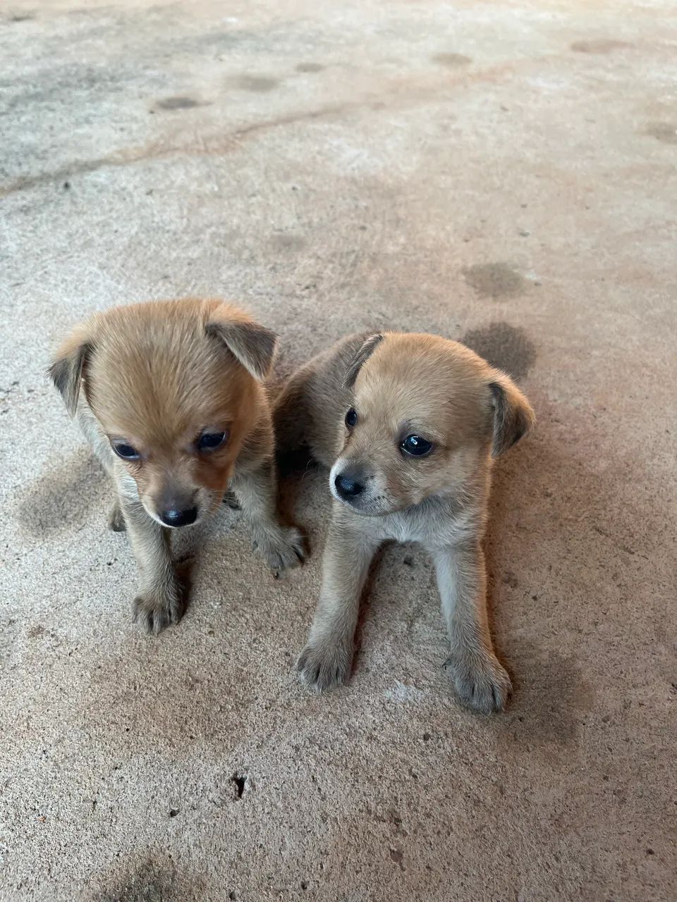 Cachorro 