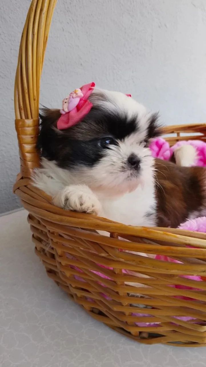 Fêmea Shih-tzu  - Foto 2