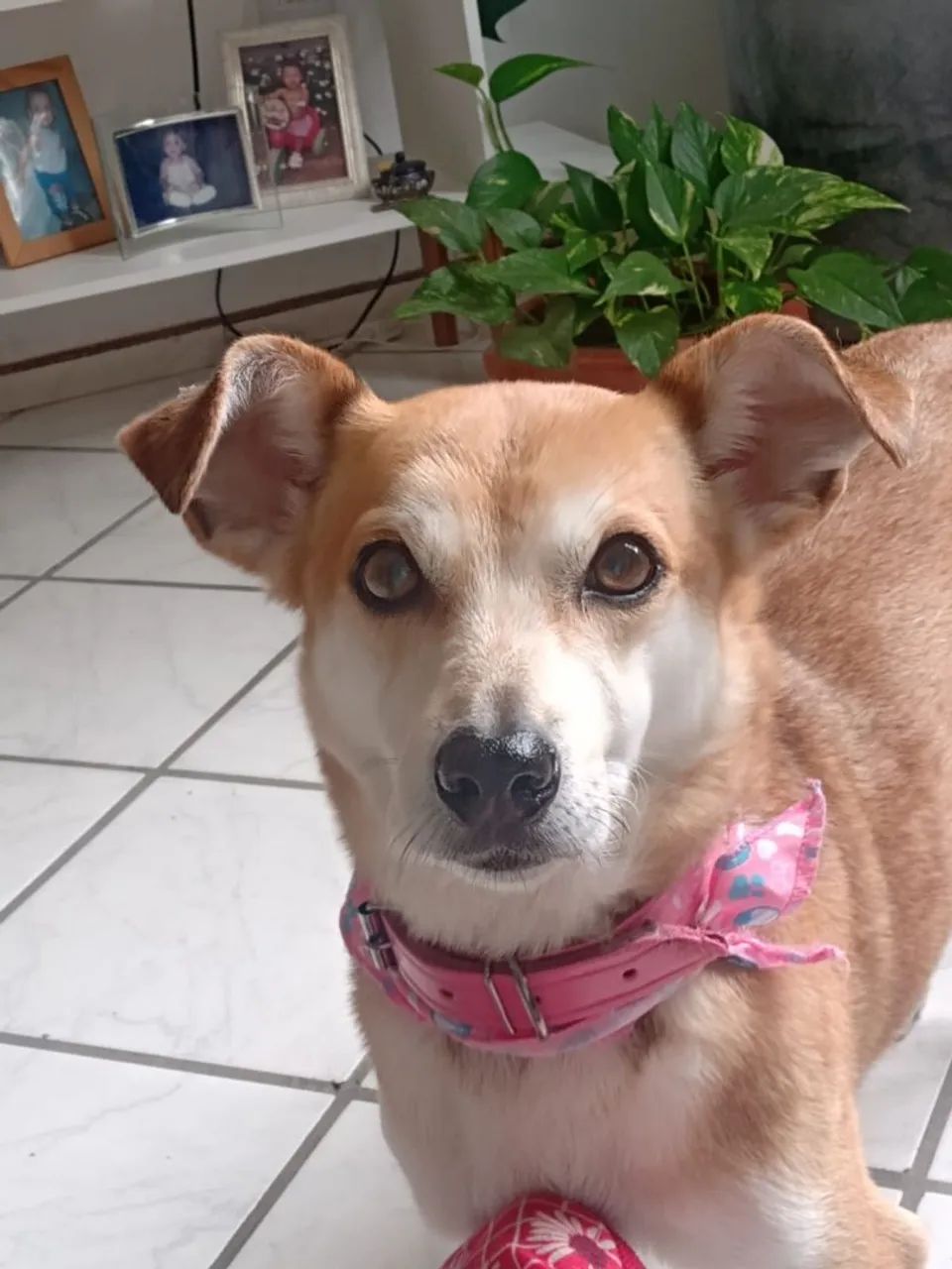 Doa-se cachorrinha 3 anos - Foto 2