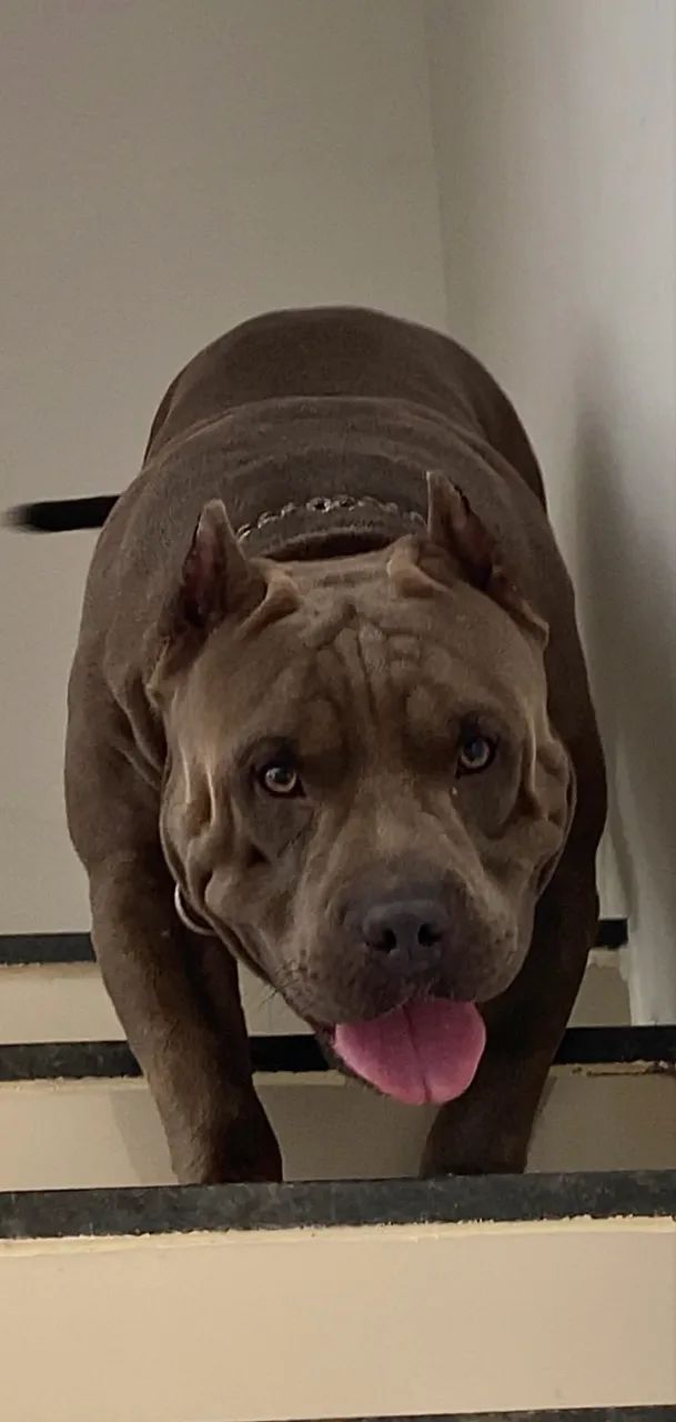 Filhotes de Pitmonster - Foto 3