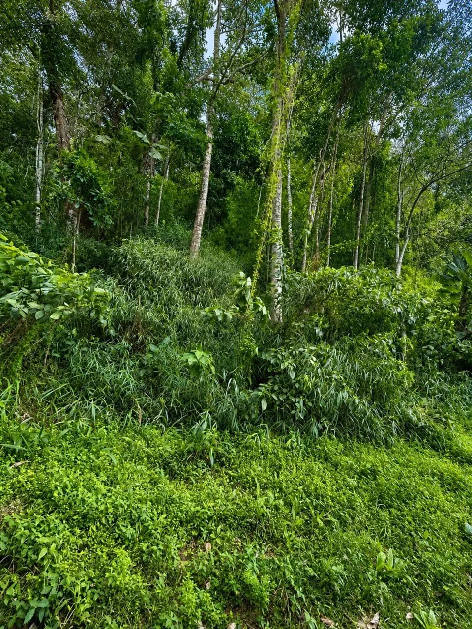 Terreno à venda com 330m² no Retiro, Petrópolis/RJ - Foto 4