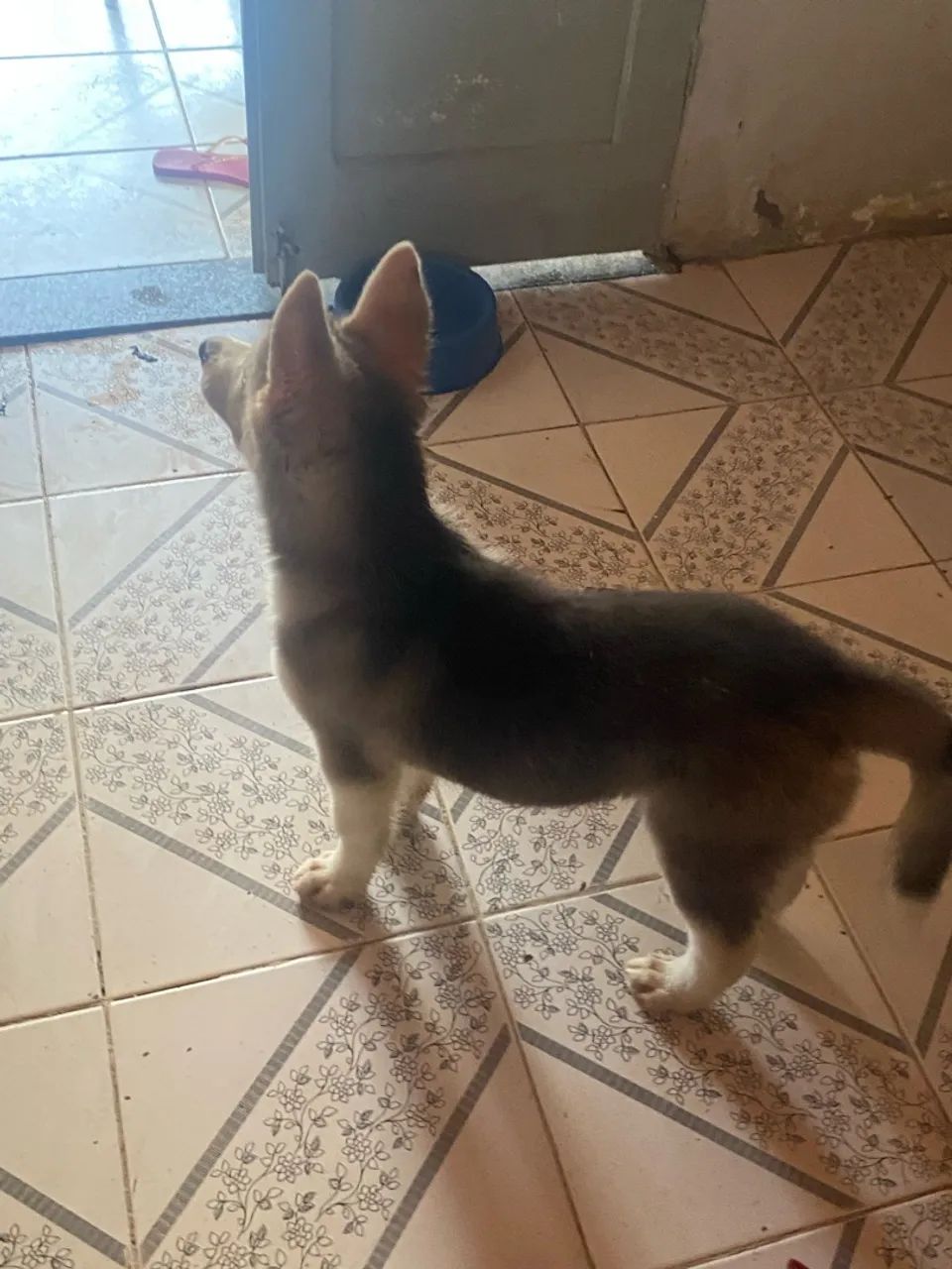Husky siberiano  - Foto 3