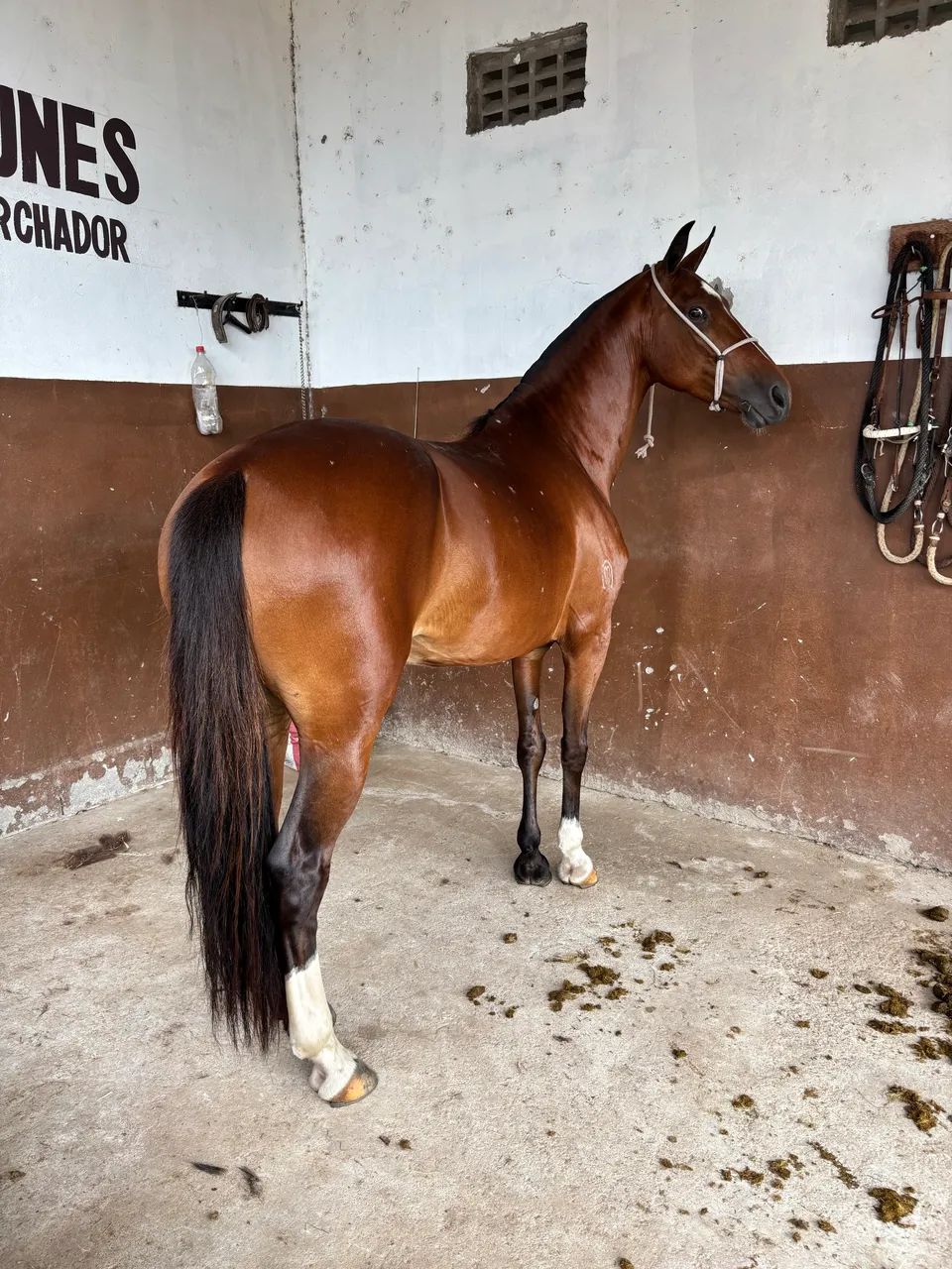 Égua - mangalarga marchador 