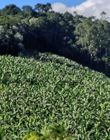 Muda de banana da terra  - Foto 2