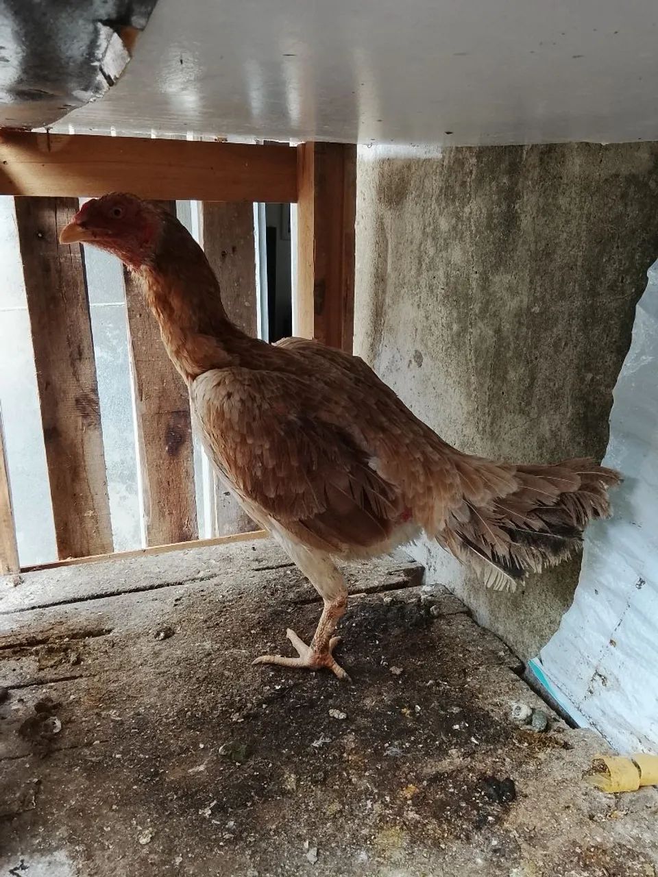 Galinha de raça  - Foto 3