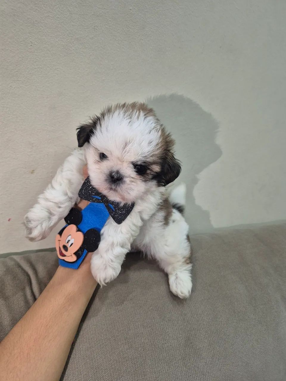 Shitzu macho micro - Foto 2