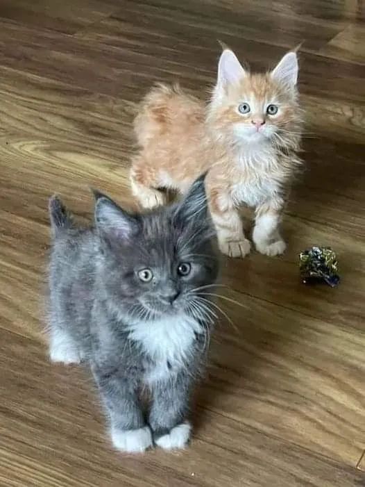 Maine Coon - lindos filhotes 