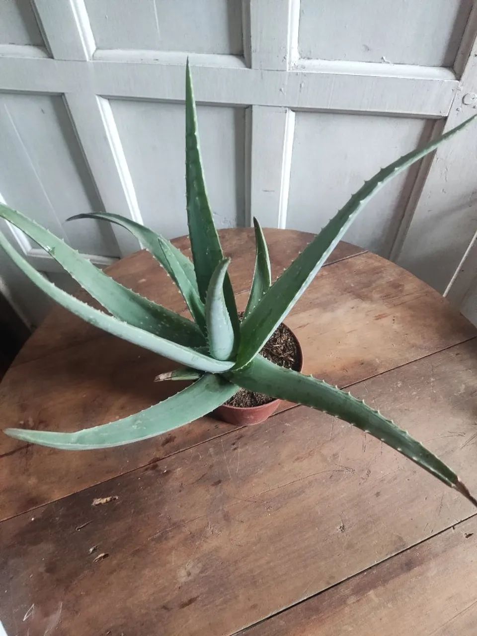 Muda de babosa Aloe Vera - Foto 2
