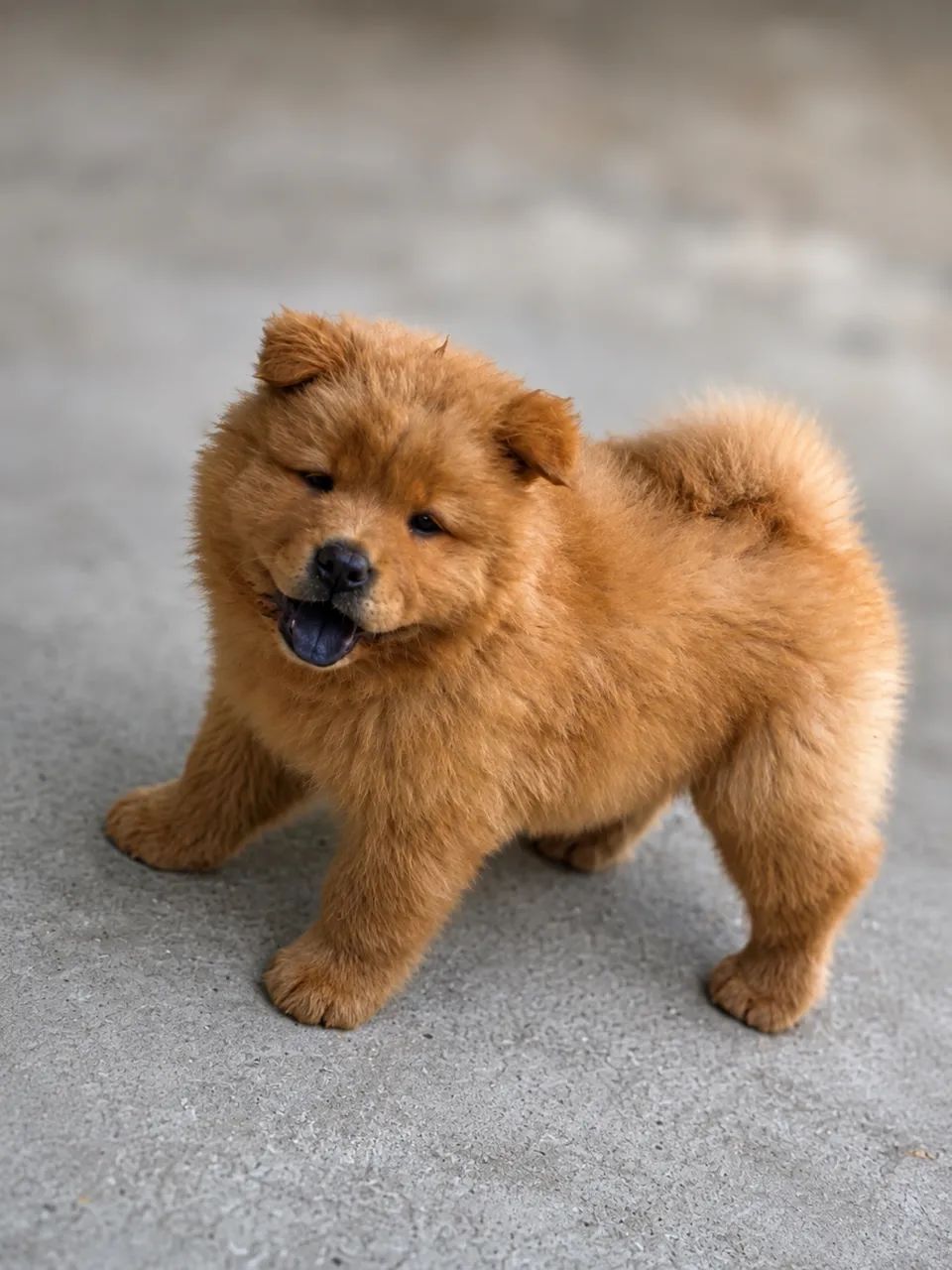 Chow Chow macho vermelho 
