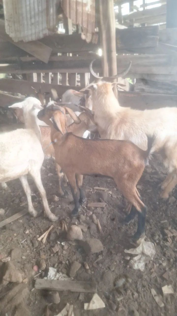 Bode e cabra - Foto 3