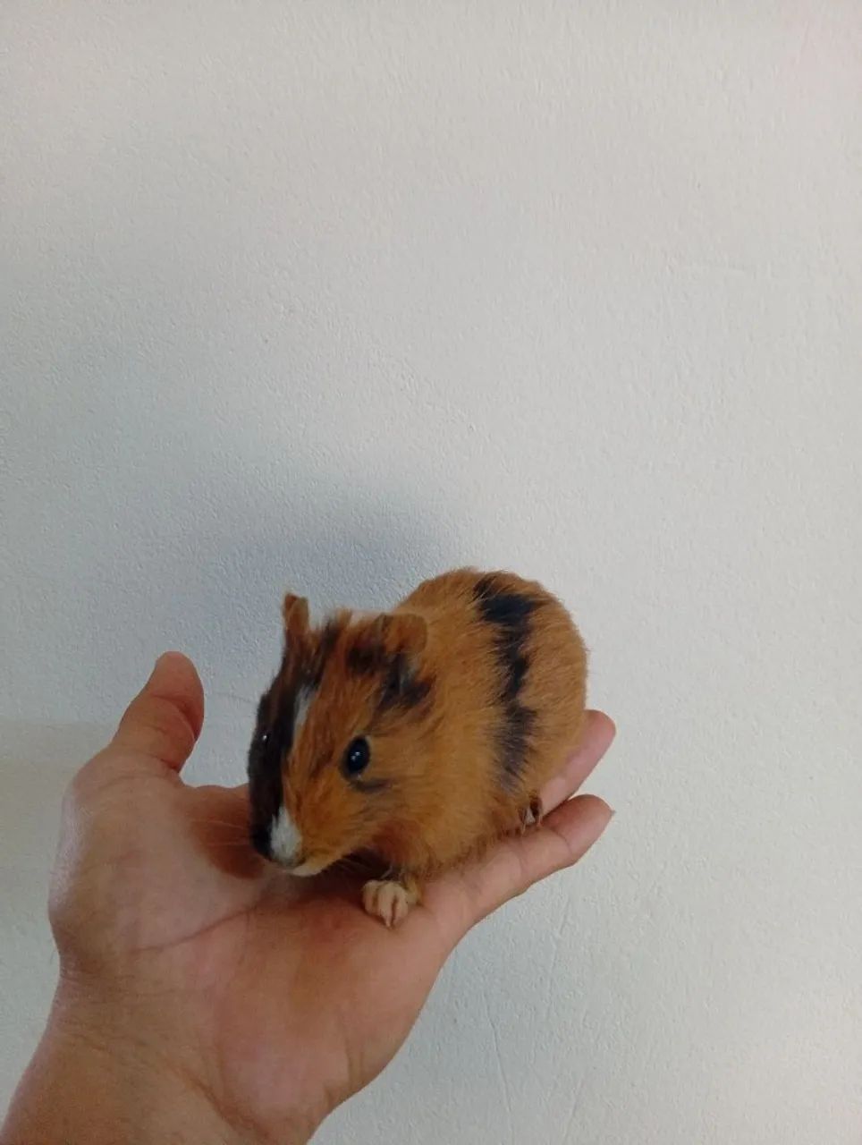 Porquinho da índia machos  - Foto 4