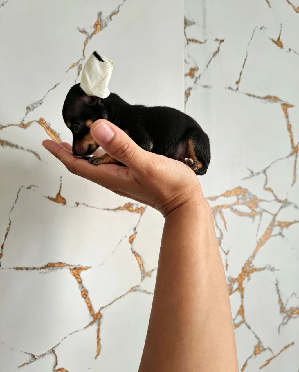 Pinscher 0 - Foto 3